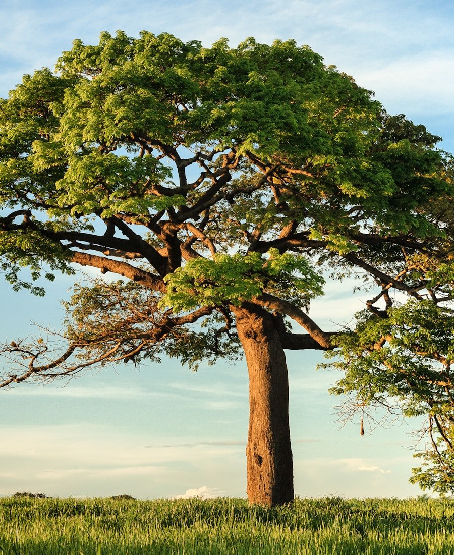 Mature maple tree on a healthy Ottawa lawn at golden hour