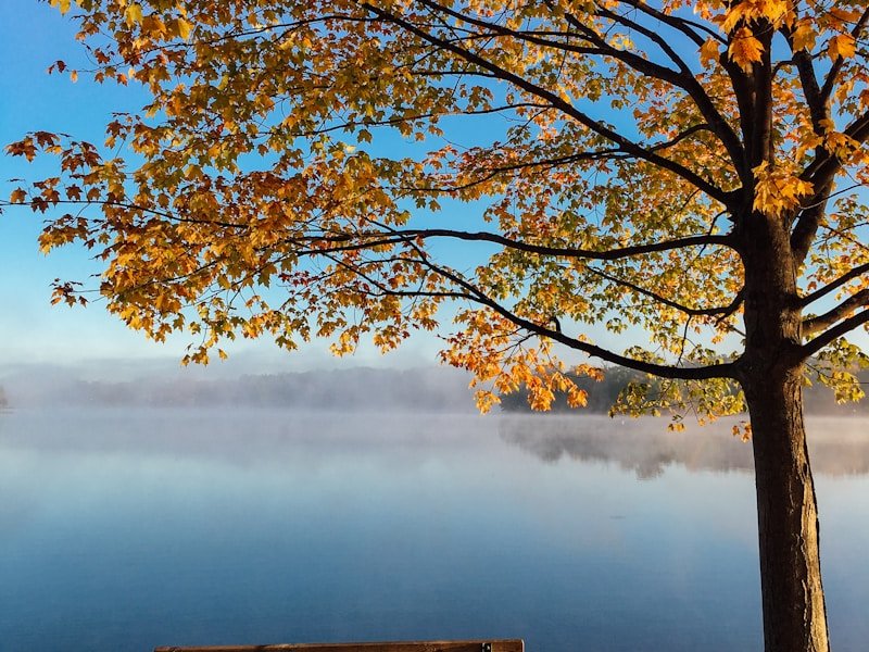 Canadian autumn maple tree by a misty Ottawa-region lake — representing fall cleanup season in the Ottawa Valley