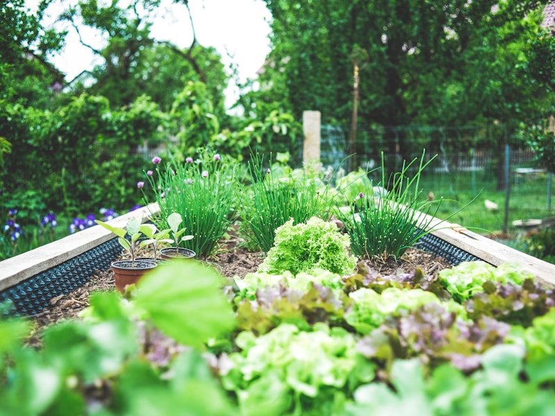 Raised garden bed with healthy herbs in an Ottawa backyard — representing professional bed maintenance